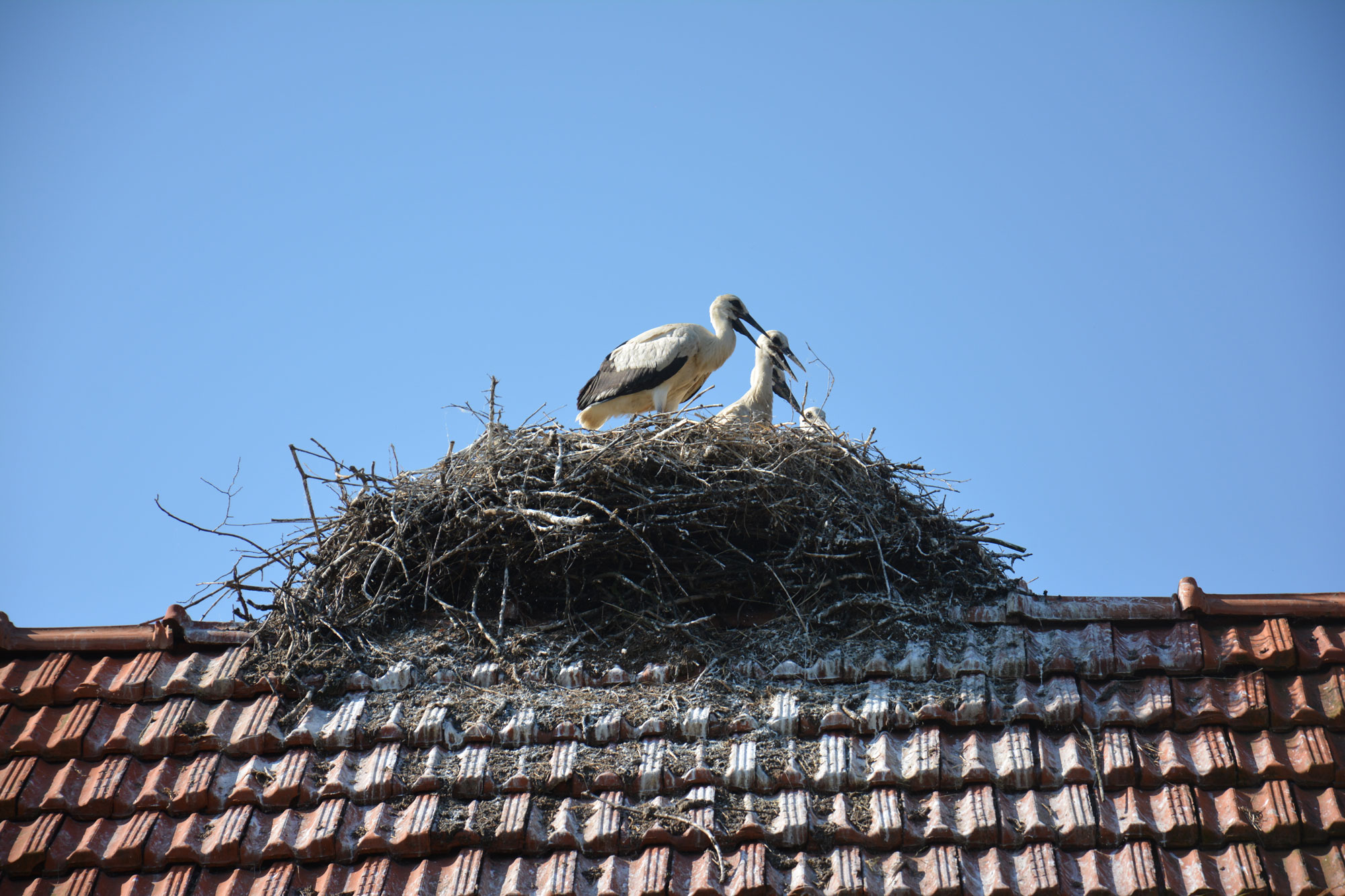 Isplata naknada za rodina gnijezda na krovovima objekata u 2019. godini