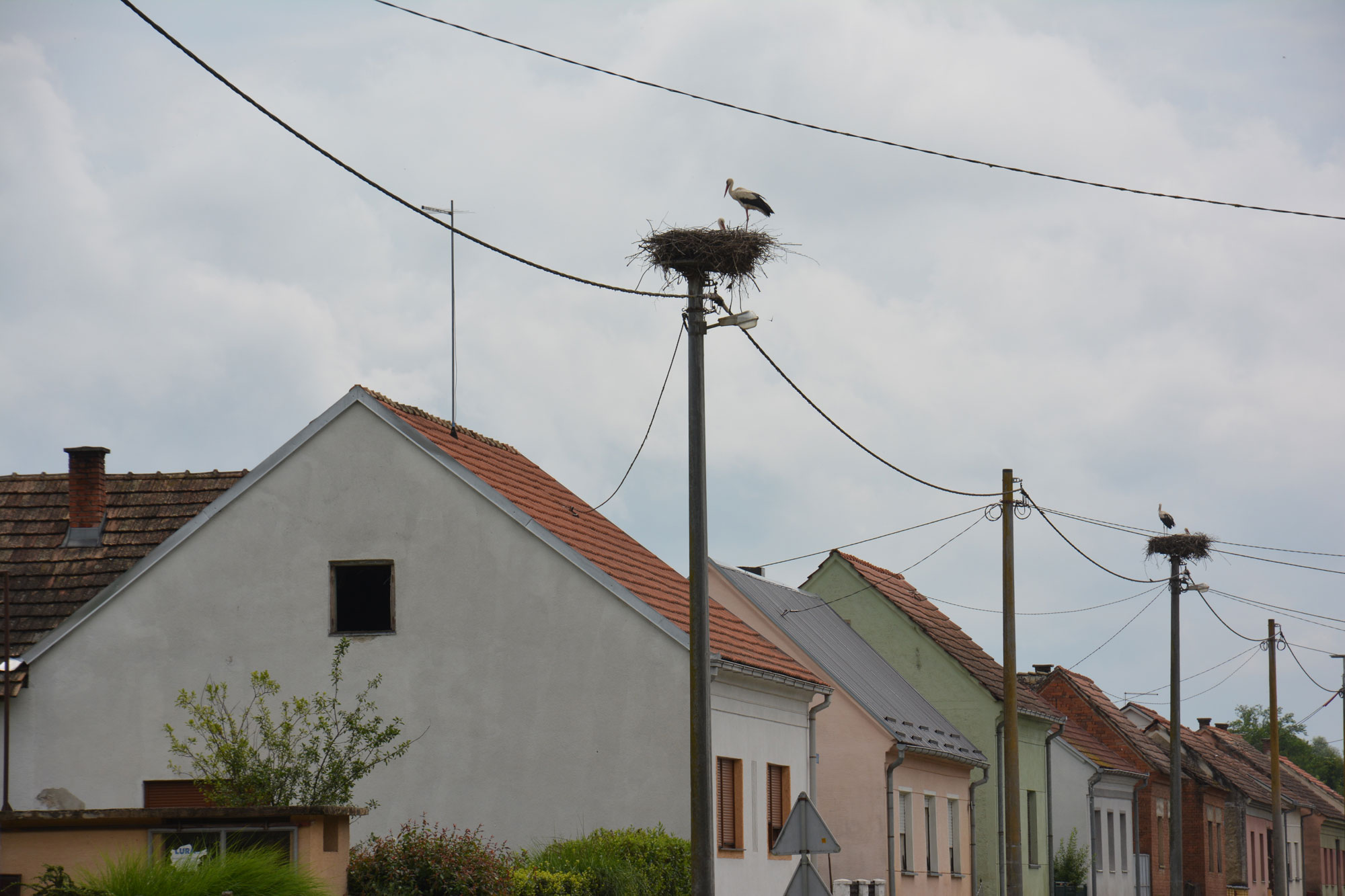 Završen monitoring bijele rode (Ciconia ciconia L.) u Bjelovarsko-bilogorskoj županiji