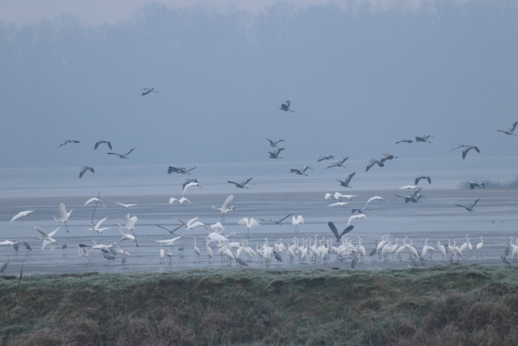 Zimsko prebrojavanje ptica na ribnjacima Bjelovarsko-bilogorske županije