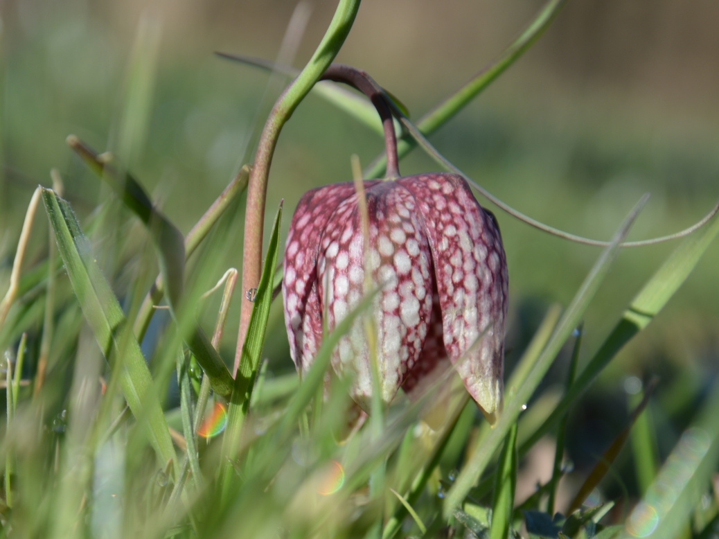 Monitoring kockavice (Fritilaria meleagris L.) 2022. godine