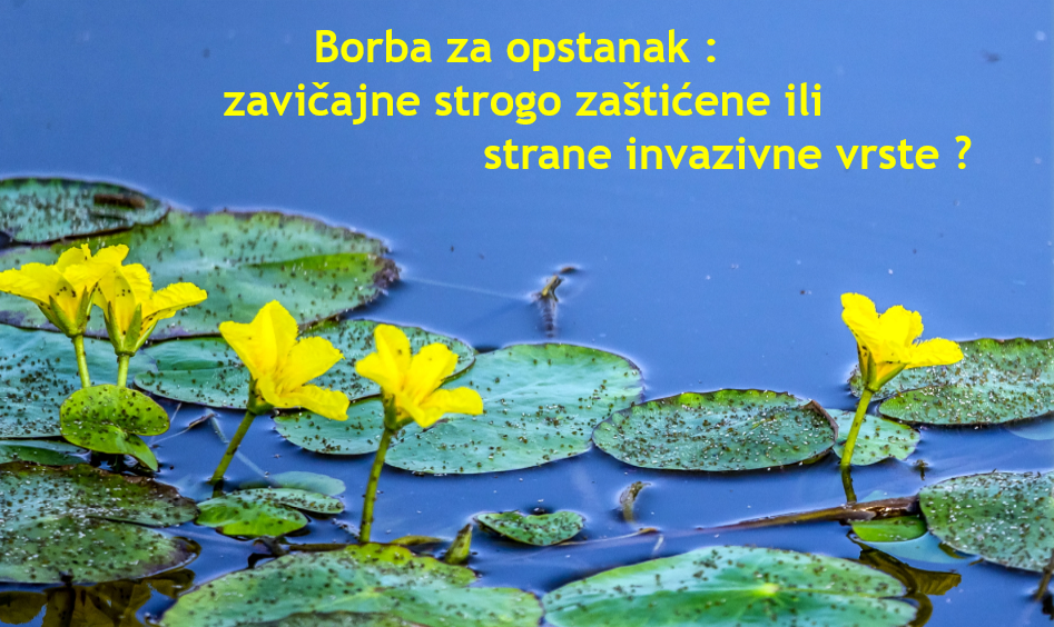 Održano predavanje: Borba za opstanak – zavičajne strogo zaštićene ili strane invazivne vrste ?