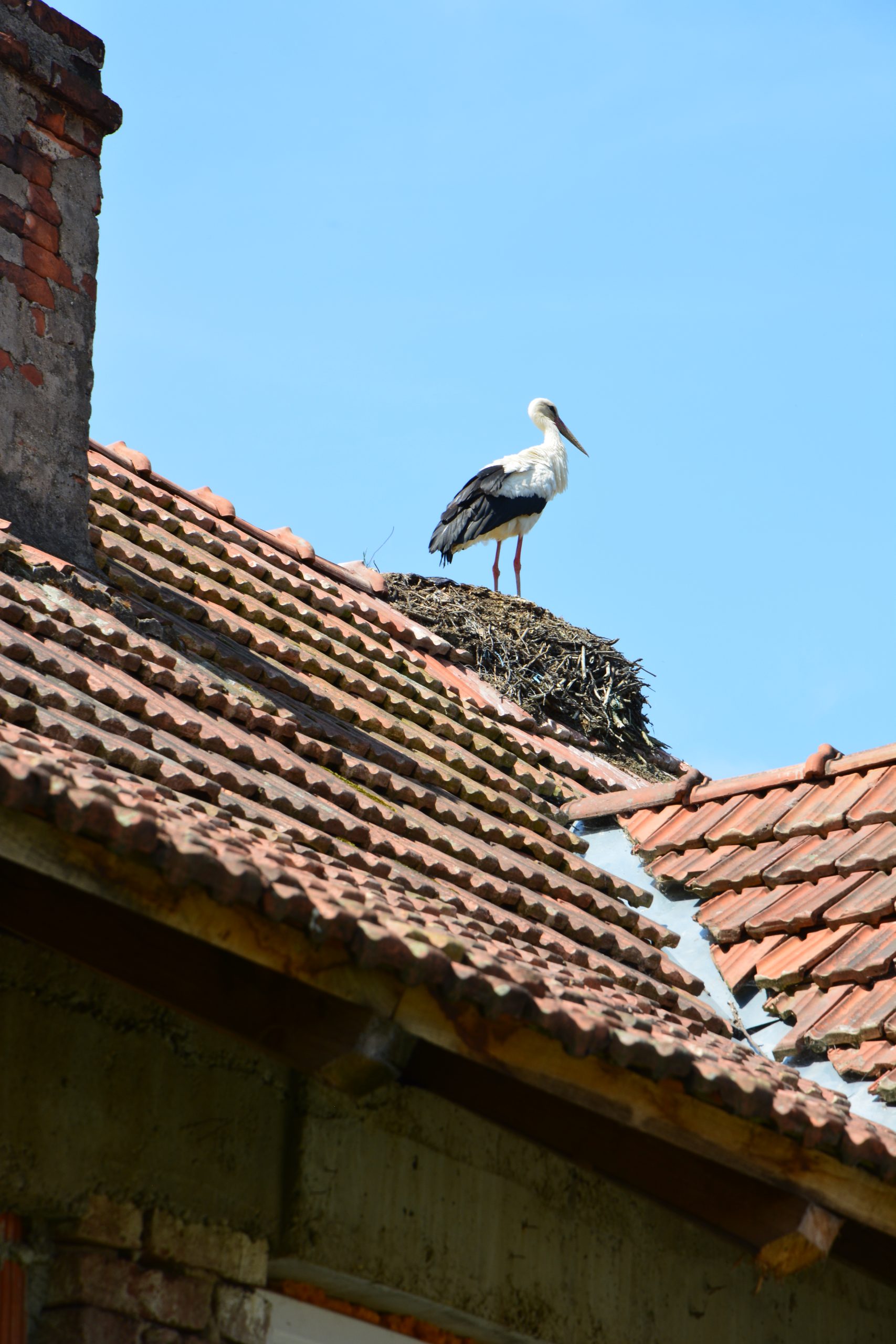 Obavijest o mogućnosti ostvarivanja naknade u okviru projekta „Zaštita i očuvanje bijele rode (Ciconia ciconia)“ na području  Bjelovarsko-bilogorske županije u 2025. godini