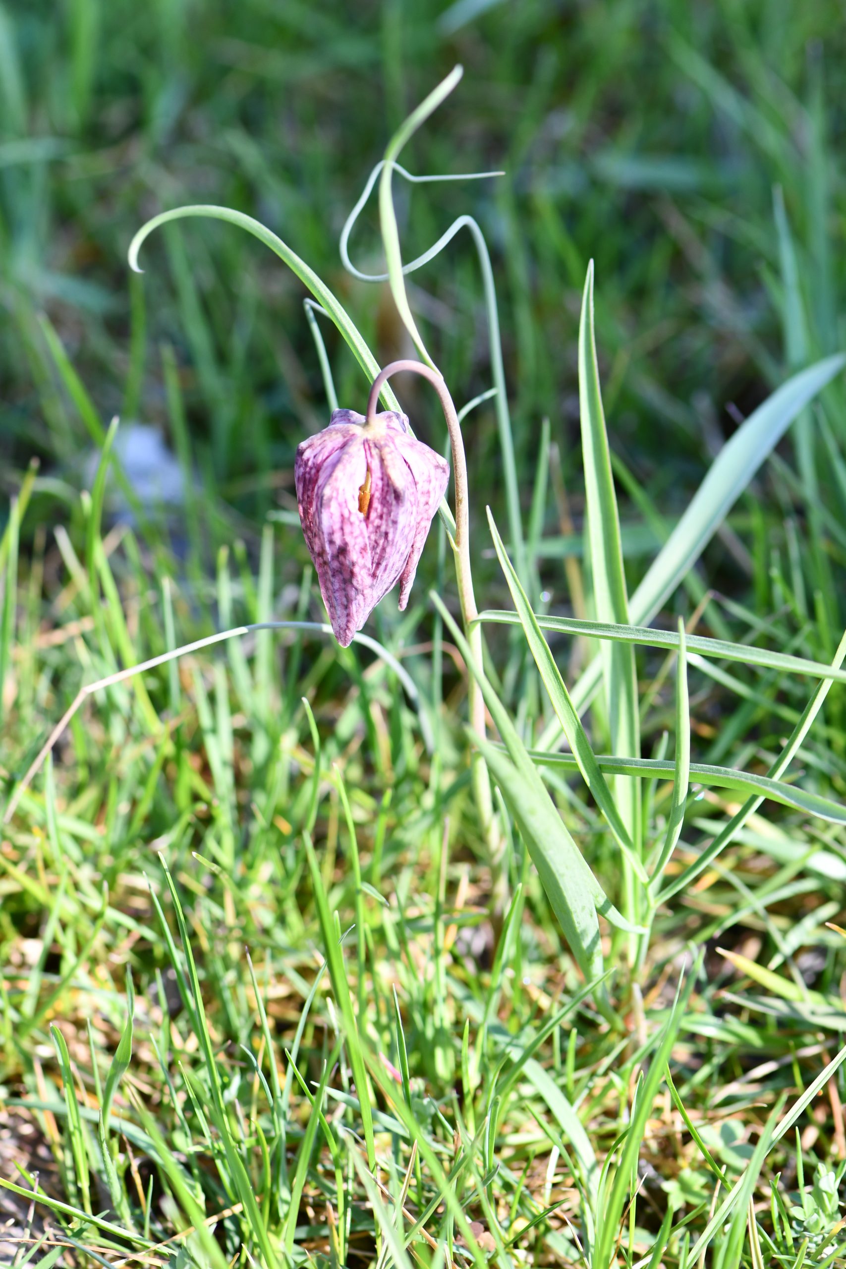 Jeste li ih vidjeli – proljetnice