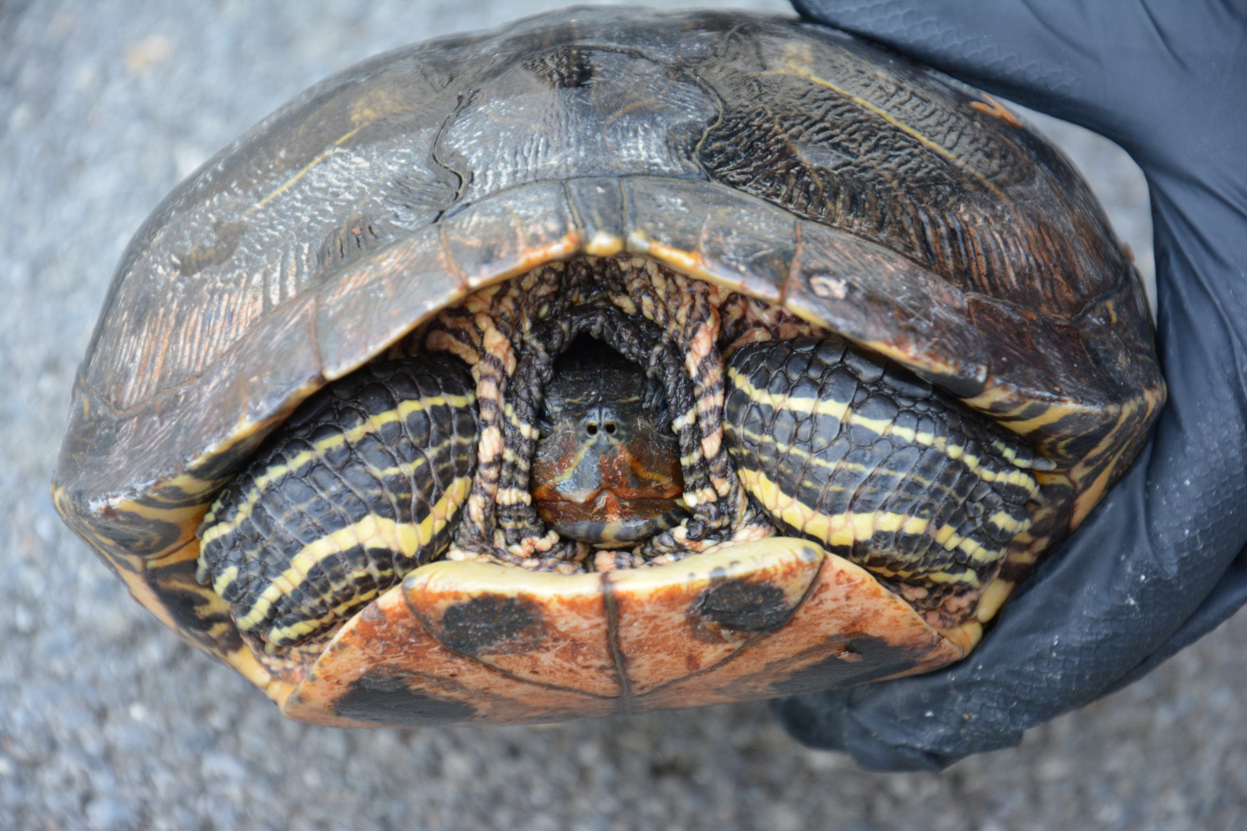 Aktivnosti projekta uklanjanja IAS kornjača Trachemis scripta