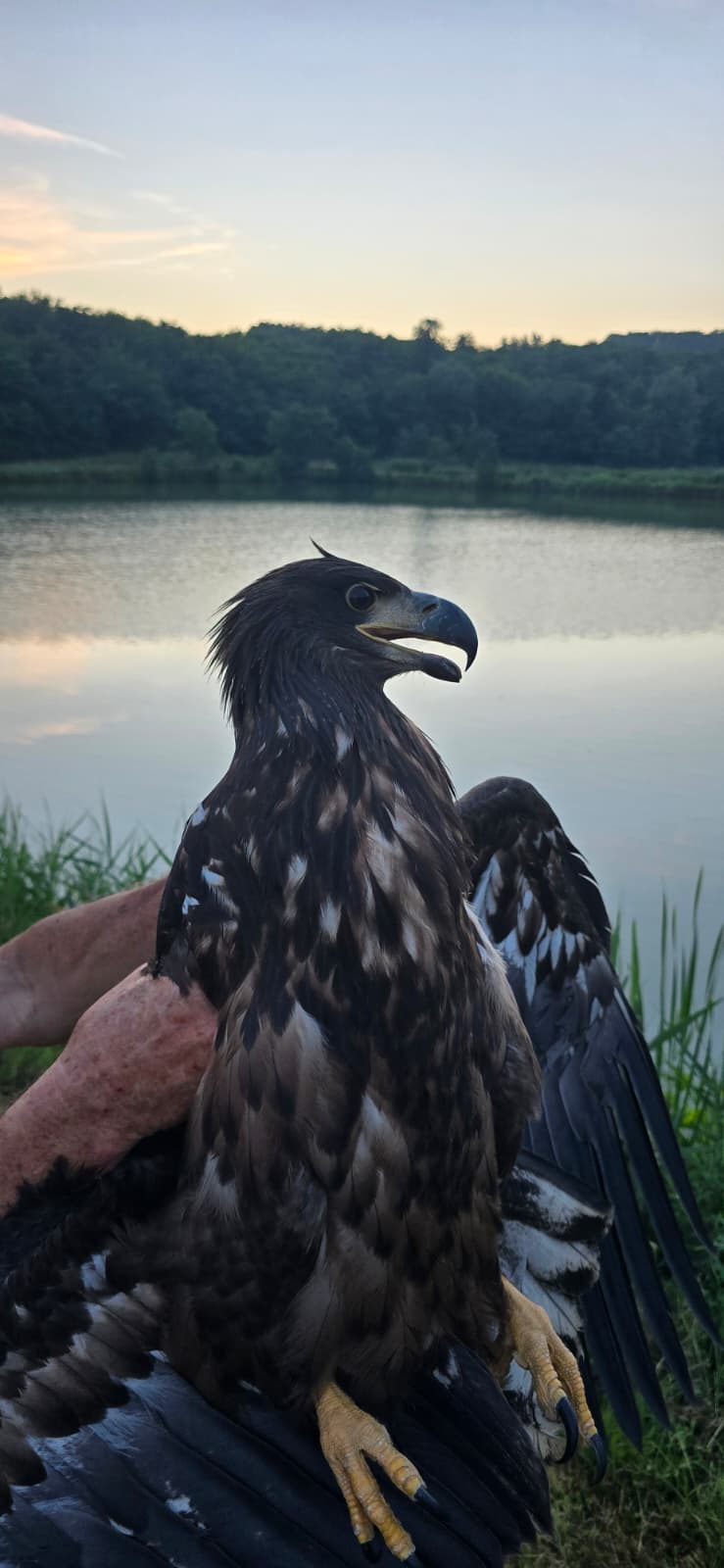 Pronađen mladi orao štekavac (Haliaeetus albicilla)